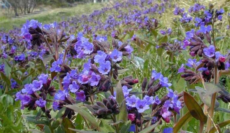 Pulmonaria zur Herstellung einer Infusion, die die Penisvergrößerung fördert